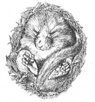 Dormouse (c) Isle of Wight Council all rights reserved