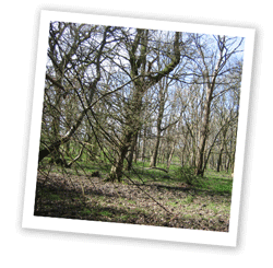 Wood pasture on west boundary of Parkhurst Forest
