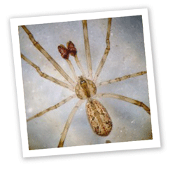 Thereidiid spider: Episinus maculipes